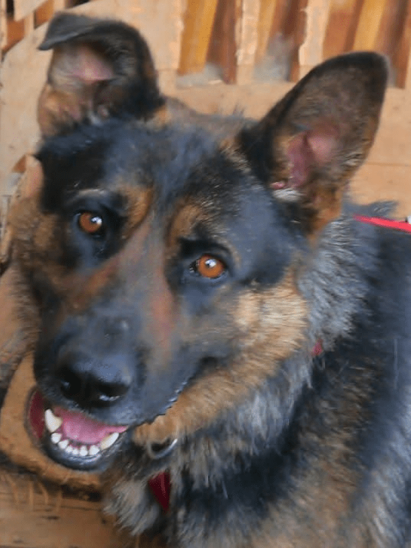 Eddie, unser Schäferhund-Mischling, schaut freundlich in die Kamera